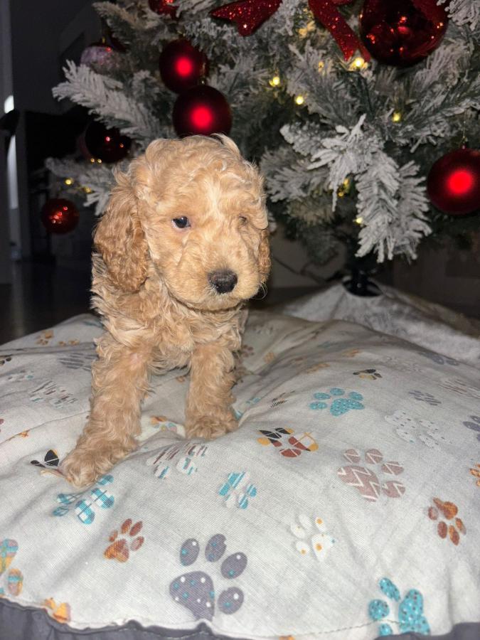 Patuljaste Pudle na prodaju