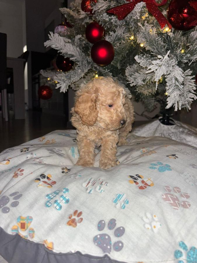 Patuljaste Pudle na prodaju