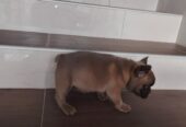 Francuski buldog muško štene