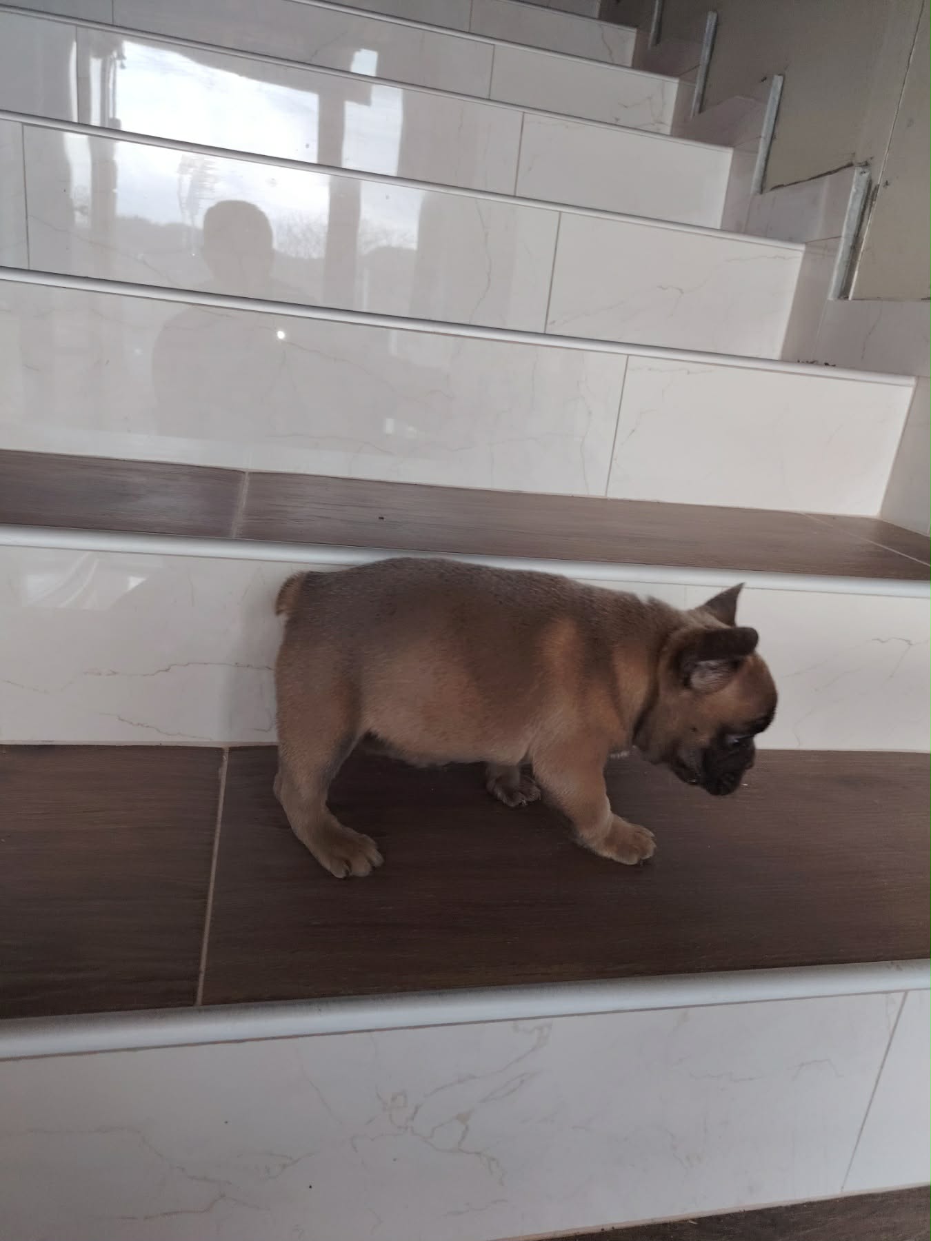 Francuski buldog muško štene