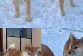 Shiba inu štenci od vrhunskih roditelja