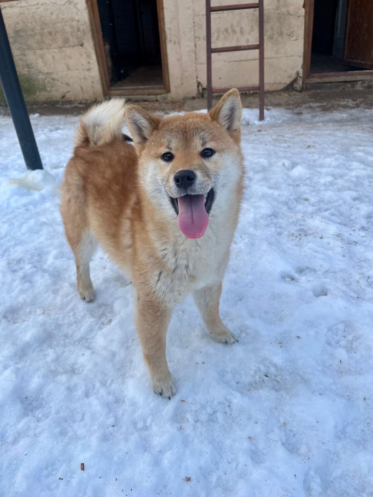 Shiba inu štenci od vrhunskih roditelja