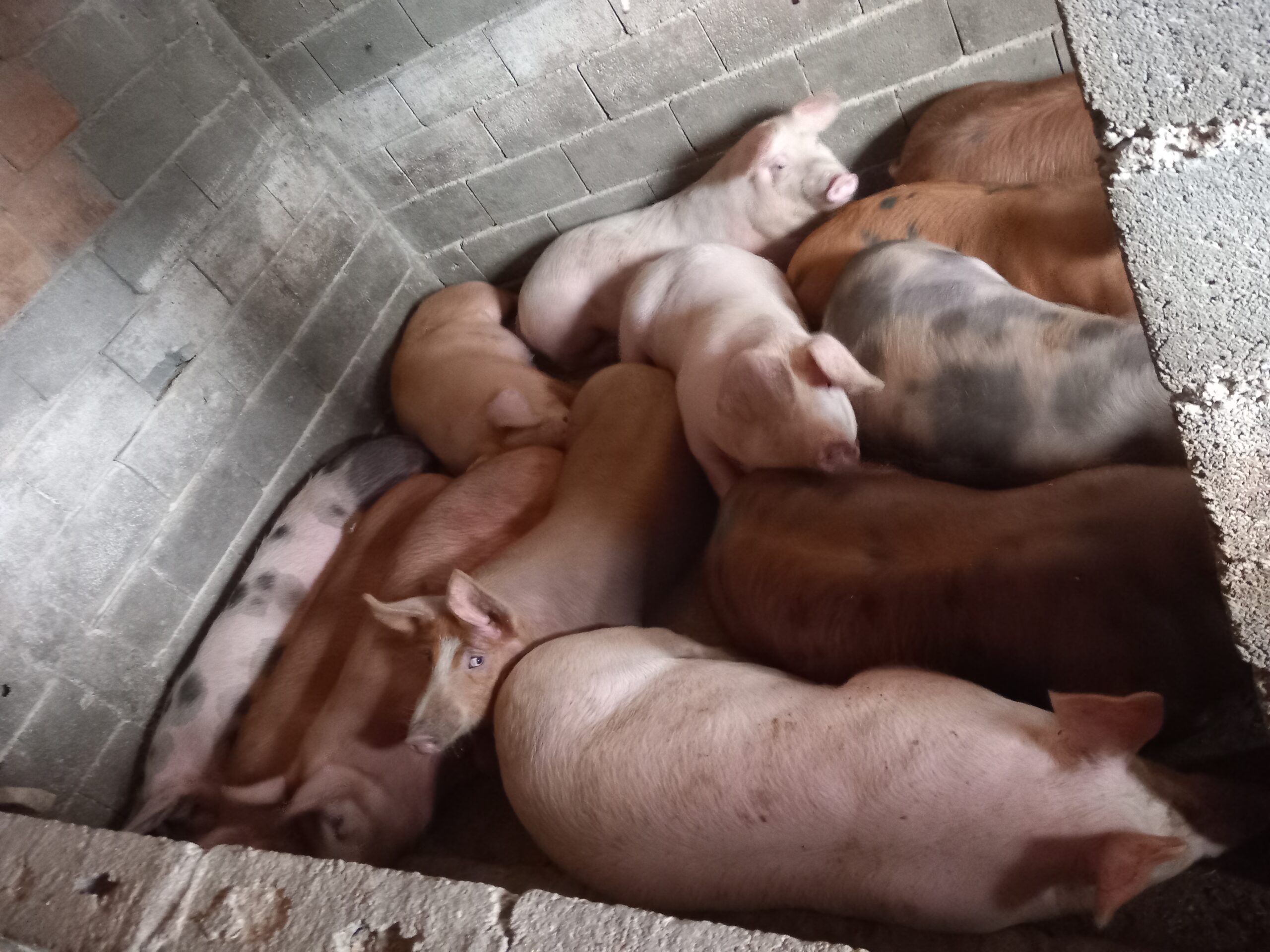 Tovljenici na prodaju