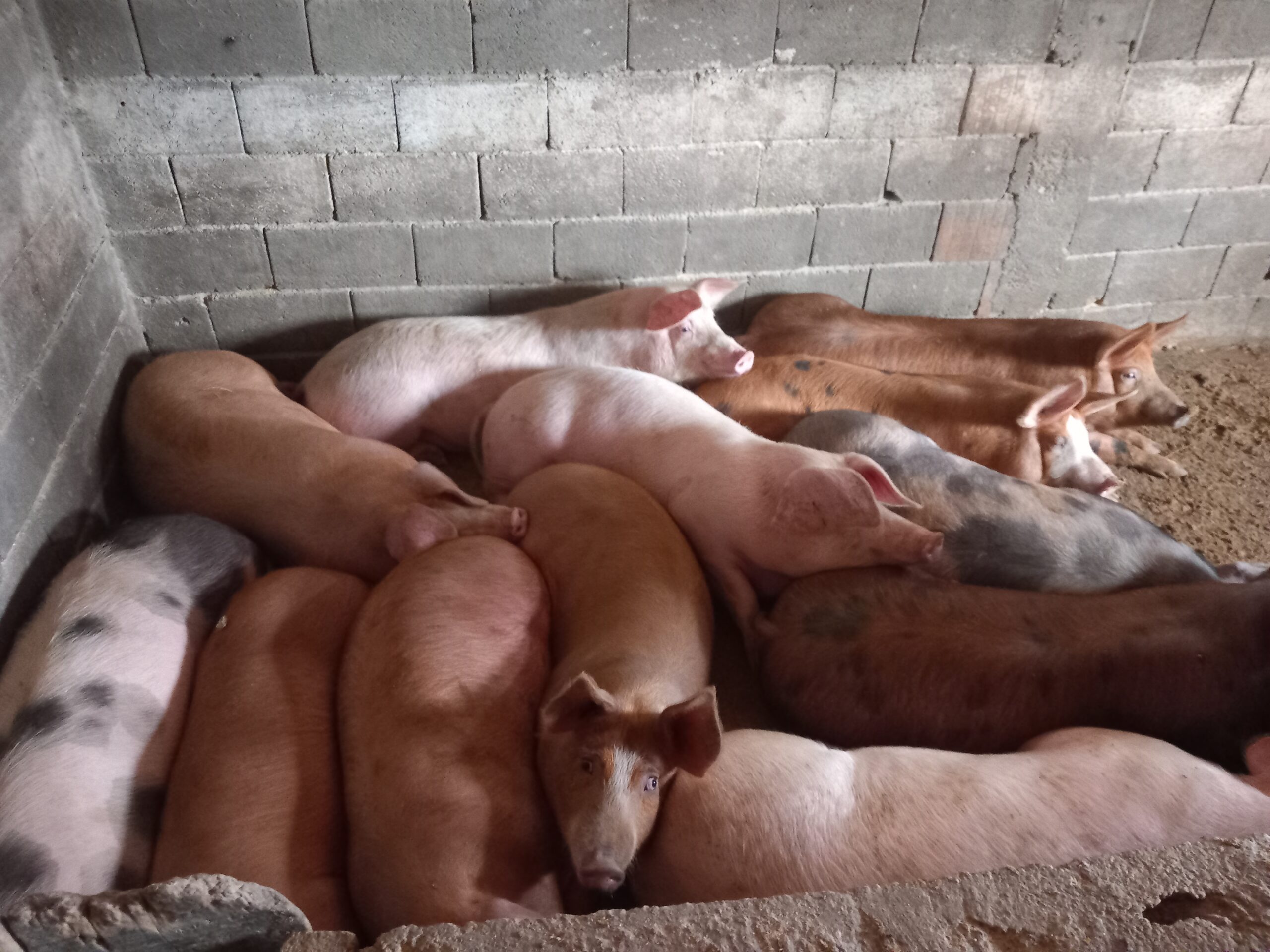 Tovljenici na prodaju