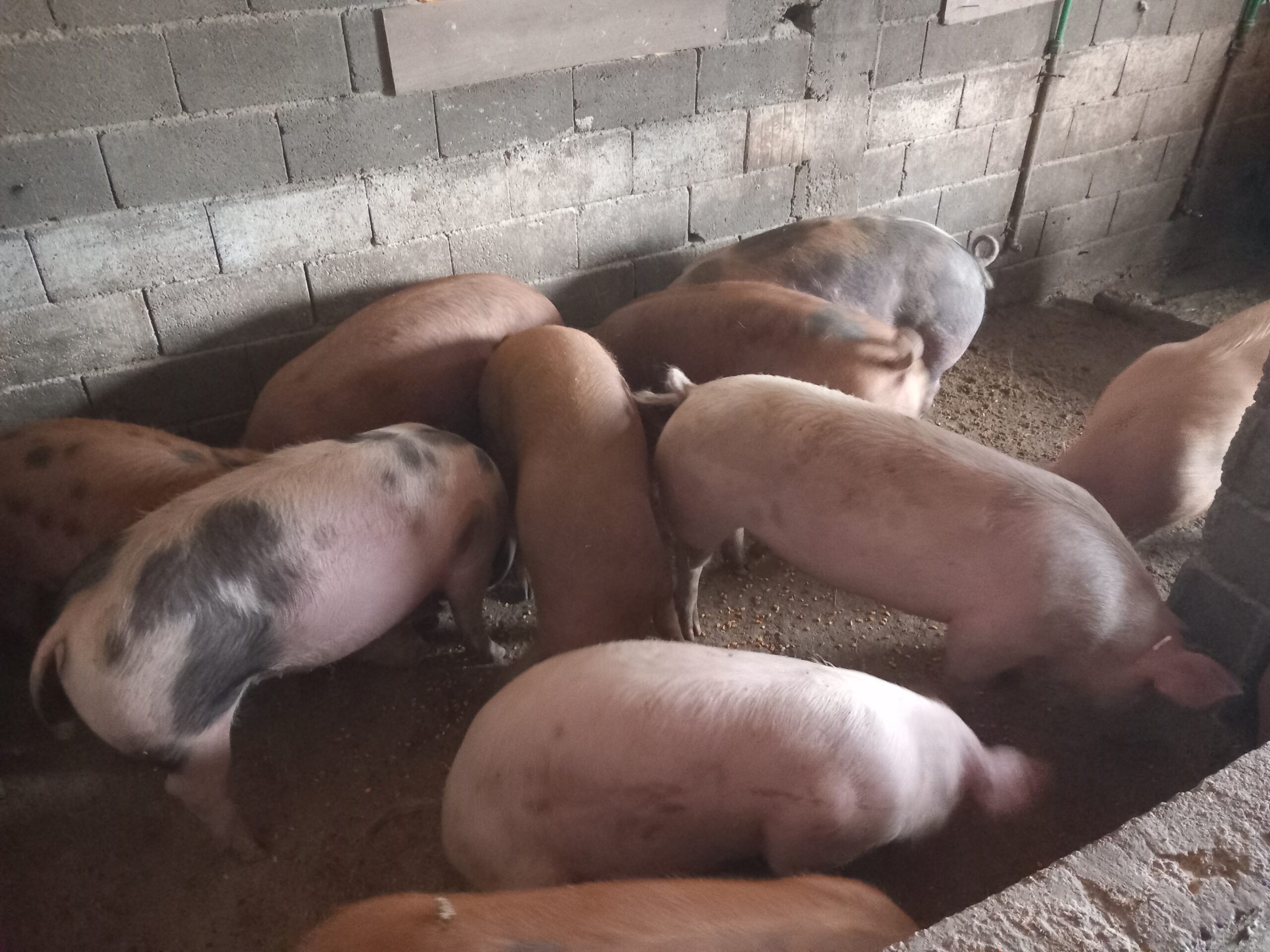 Tovljenici na prodaju