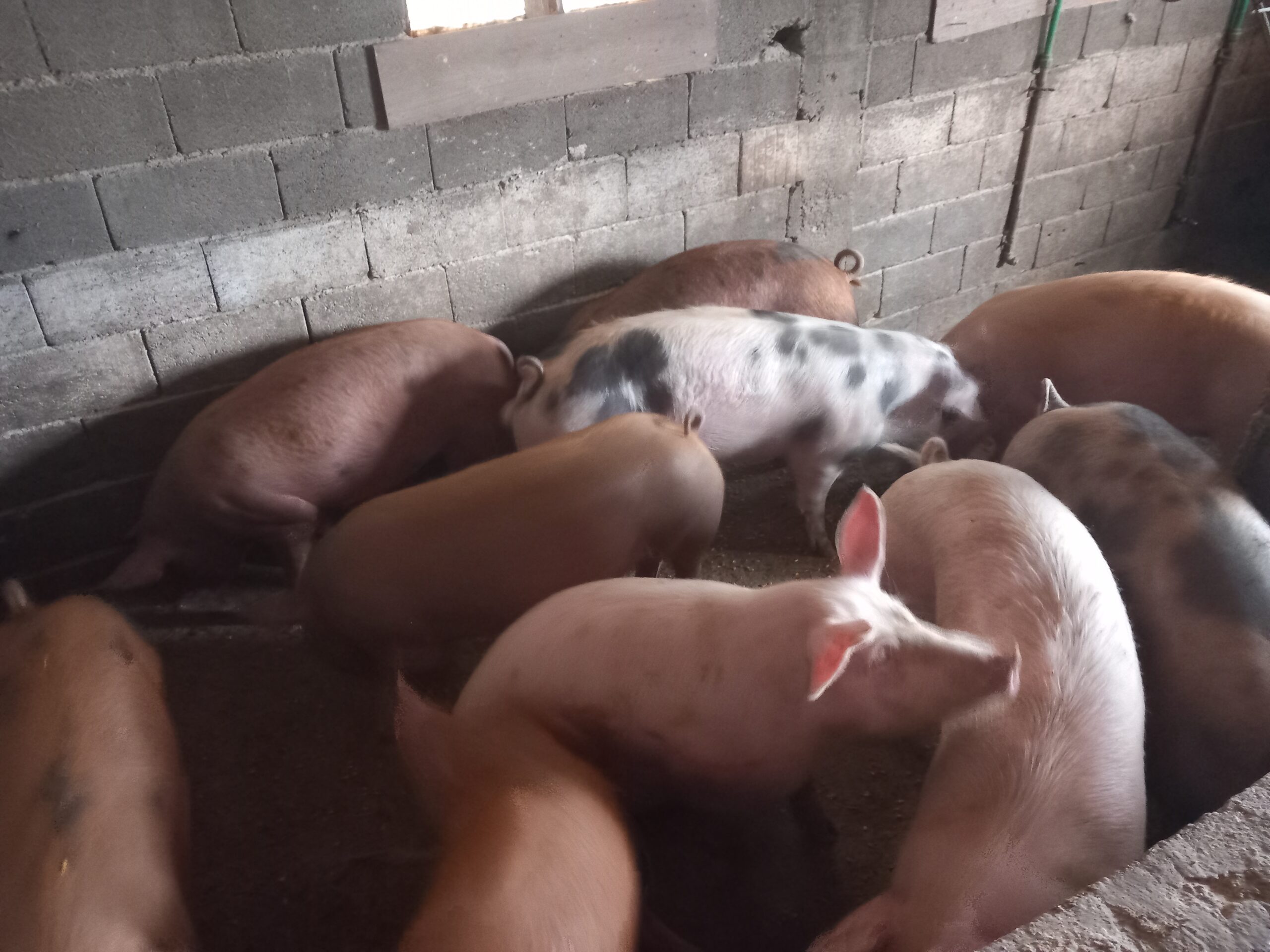 Tovljenici na prodaju