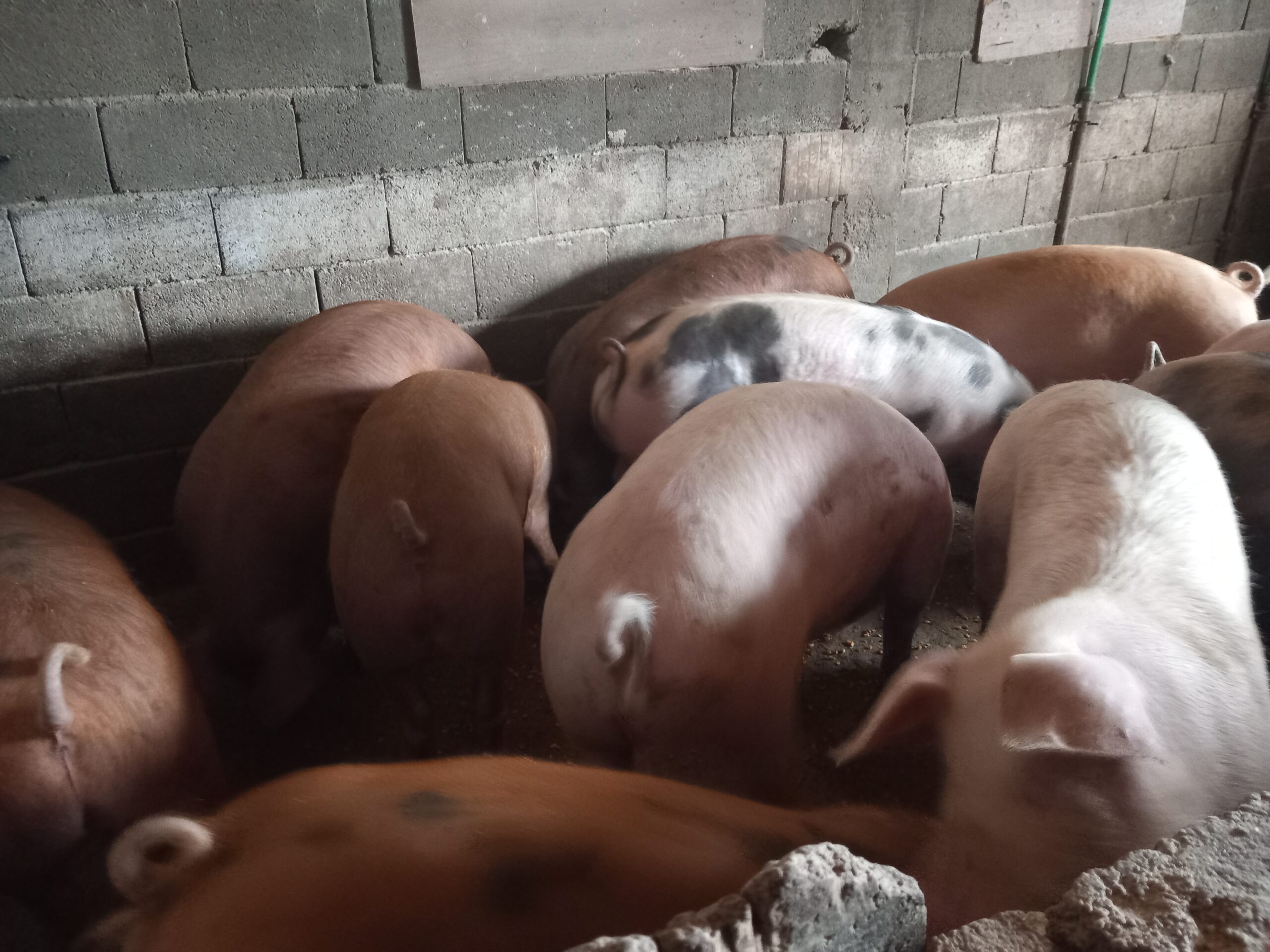 Tovljenici na prodaju