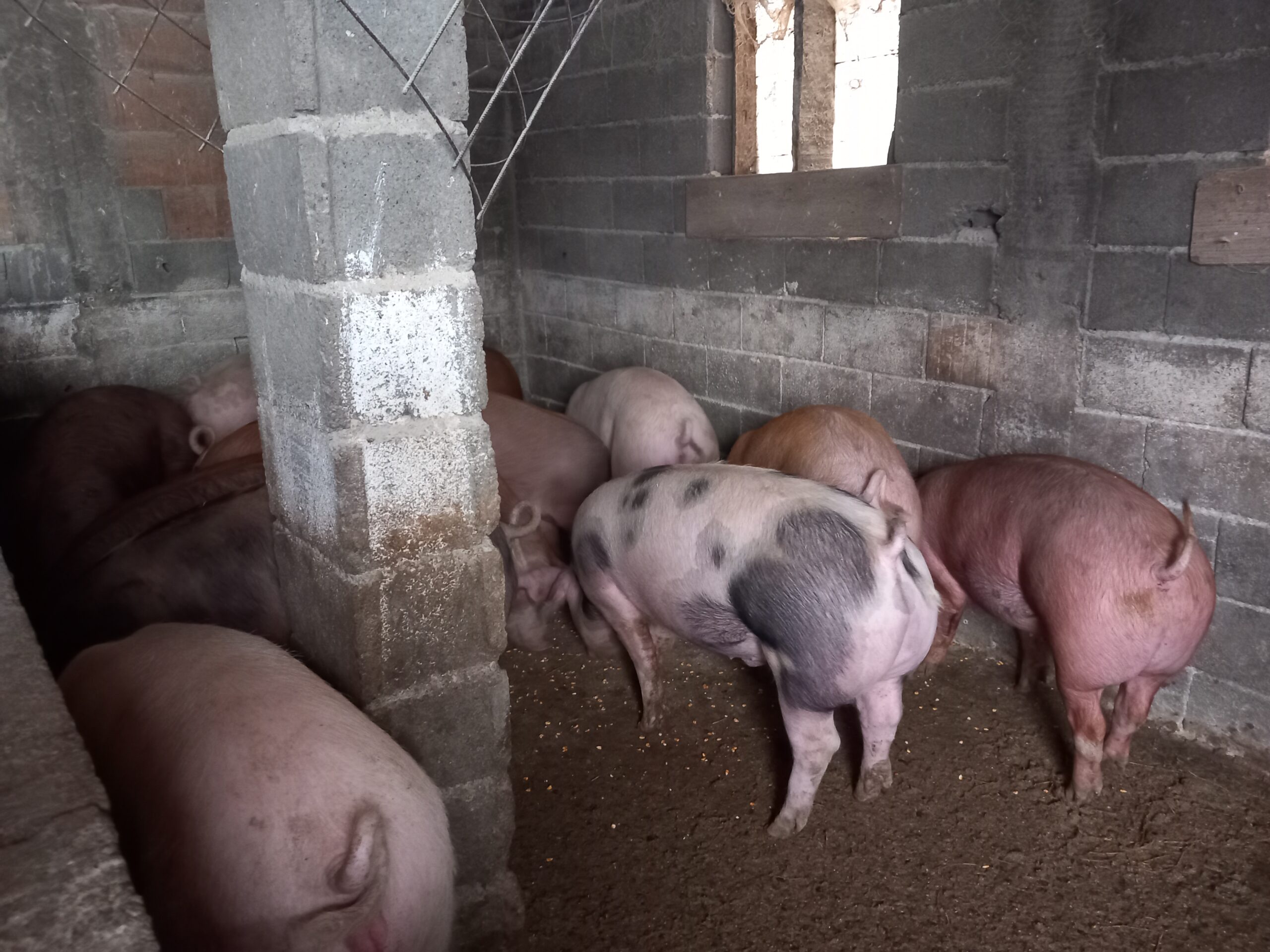 Tovljenici na prodaju