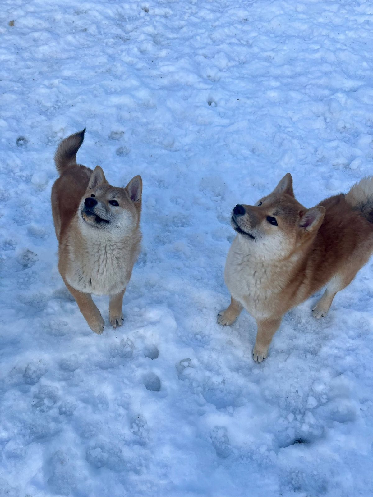 Shiba inu štenci od vrhunskih roditelja