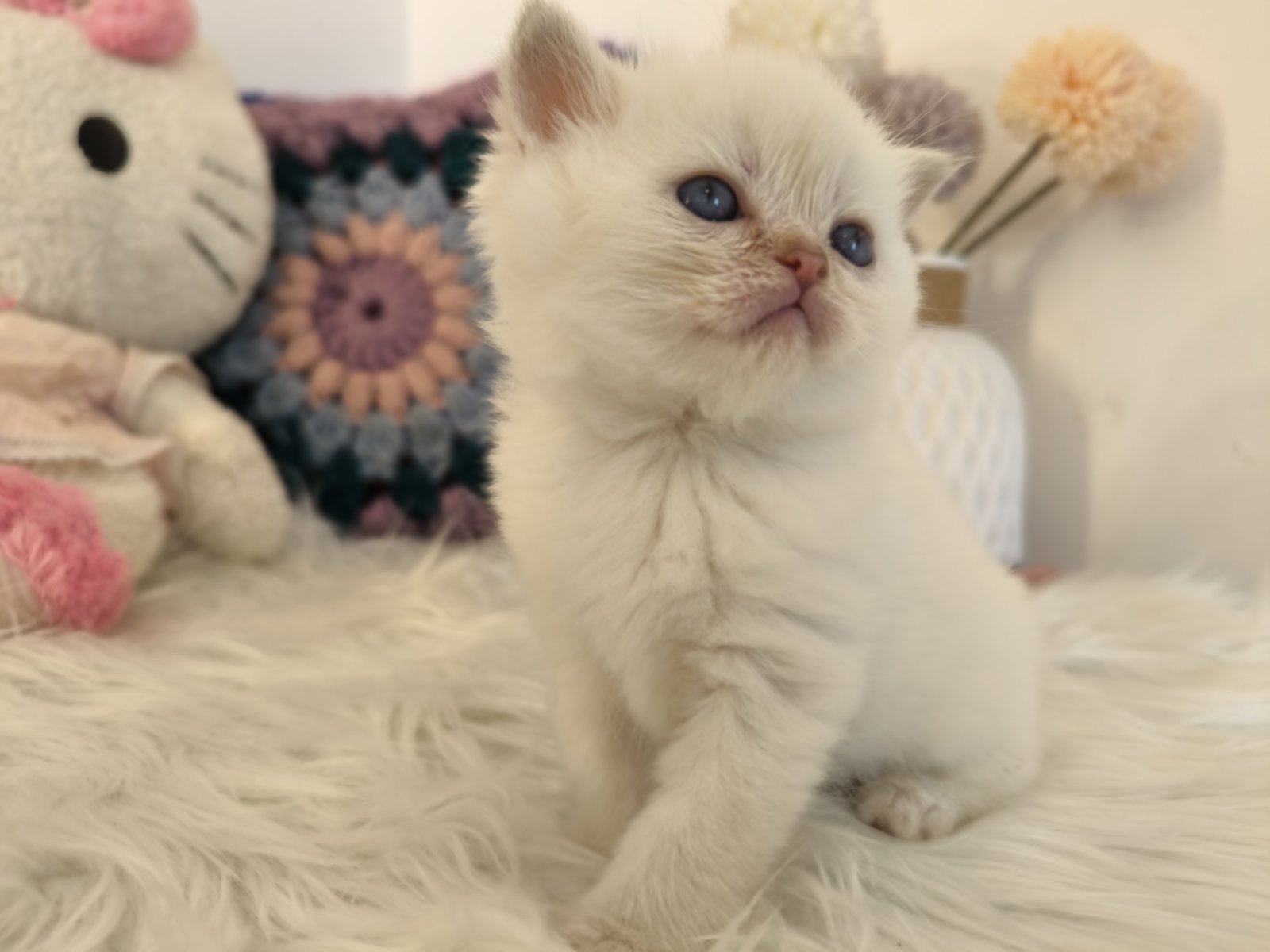 Skotski fold i straight mace