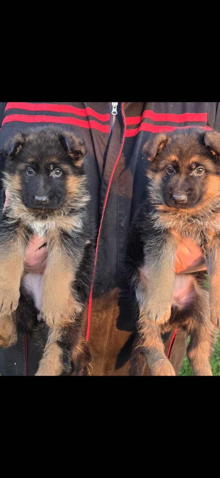 Nemački Ovčari ženska štenad