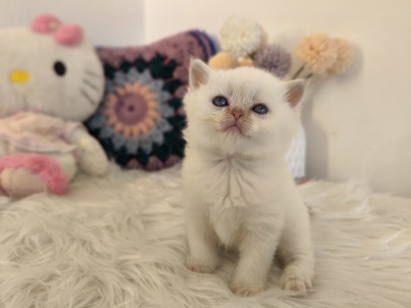 Skotski fold i straight mace