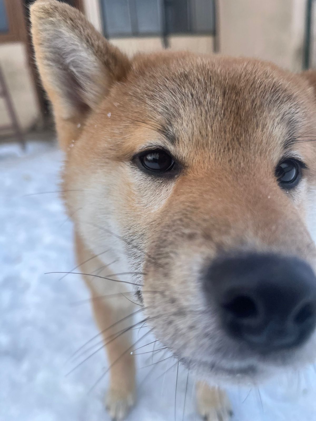 Shiba inu štenci od vrhunskih roditelja