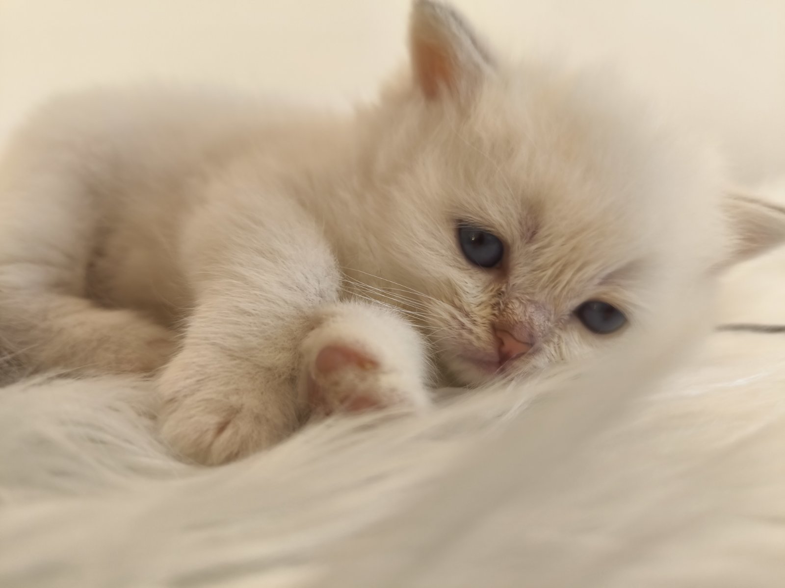 Skotski fold i straight mace