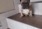 Francuski buldog muško štene