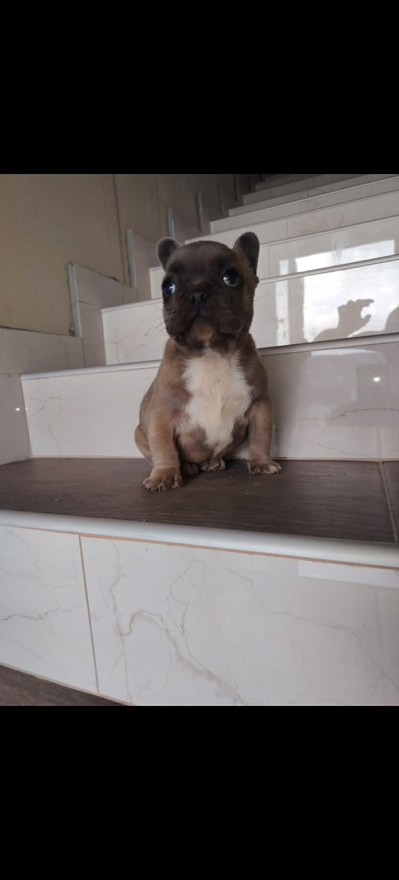 Francuski buldog muško štene