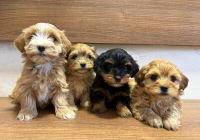 0bb8b6a8c-6559-42fb-b92f-901dae85a86c