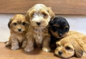 Havanski Bišon prelepi štenci