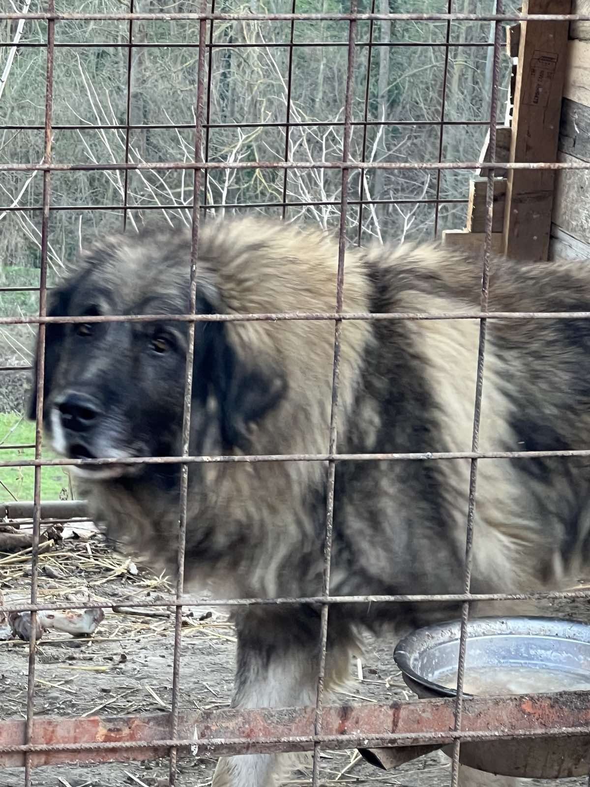 Na prodaju stenci Sarplaninci