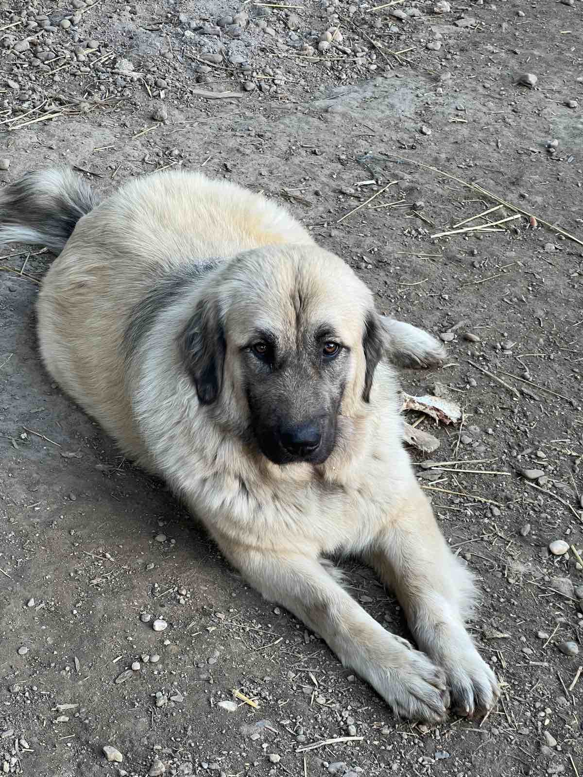 Na prodaju stenci Sarplaninci