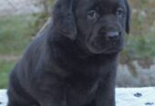 Na prodaju štenci labrador retrivera crne boje