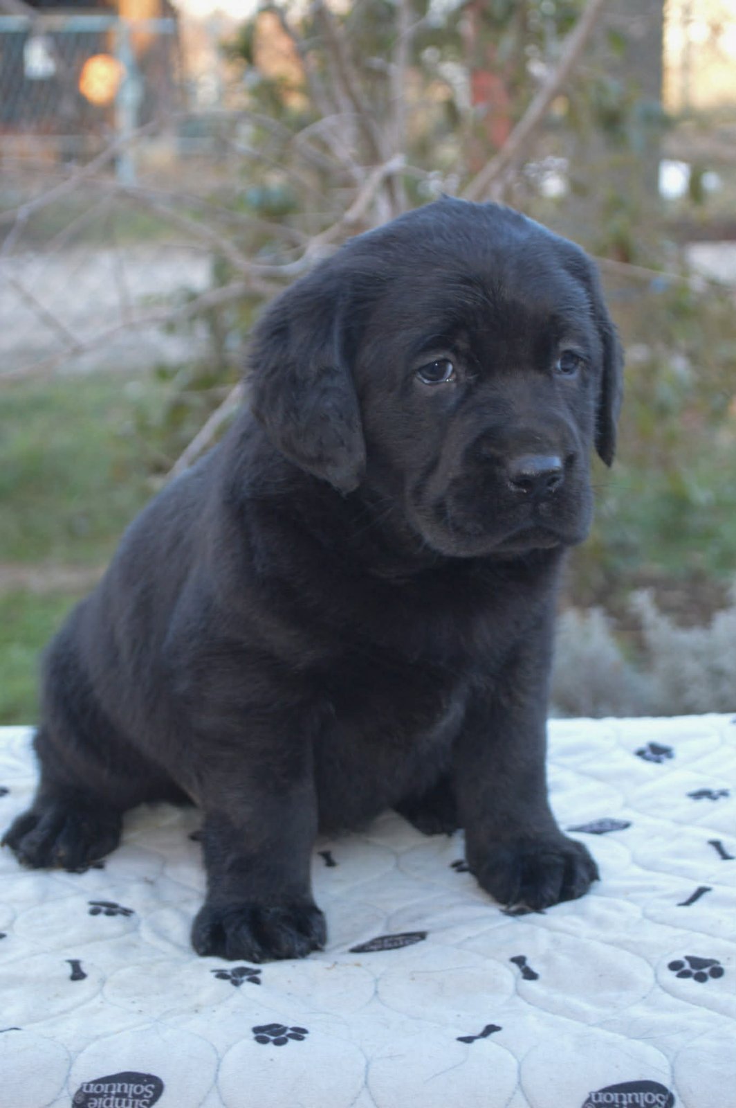 Na prodaju štenci labrador retrivera crne boje