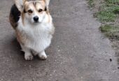 Velški Korgi Pembrok