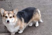 Velški Korgi Pembrok