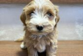 Havanski Bišon prelepi štenci