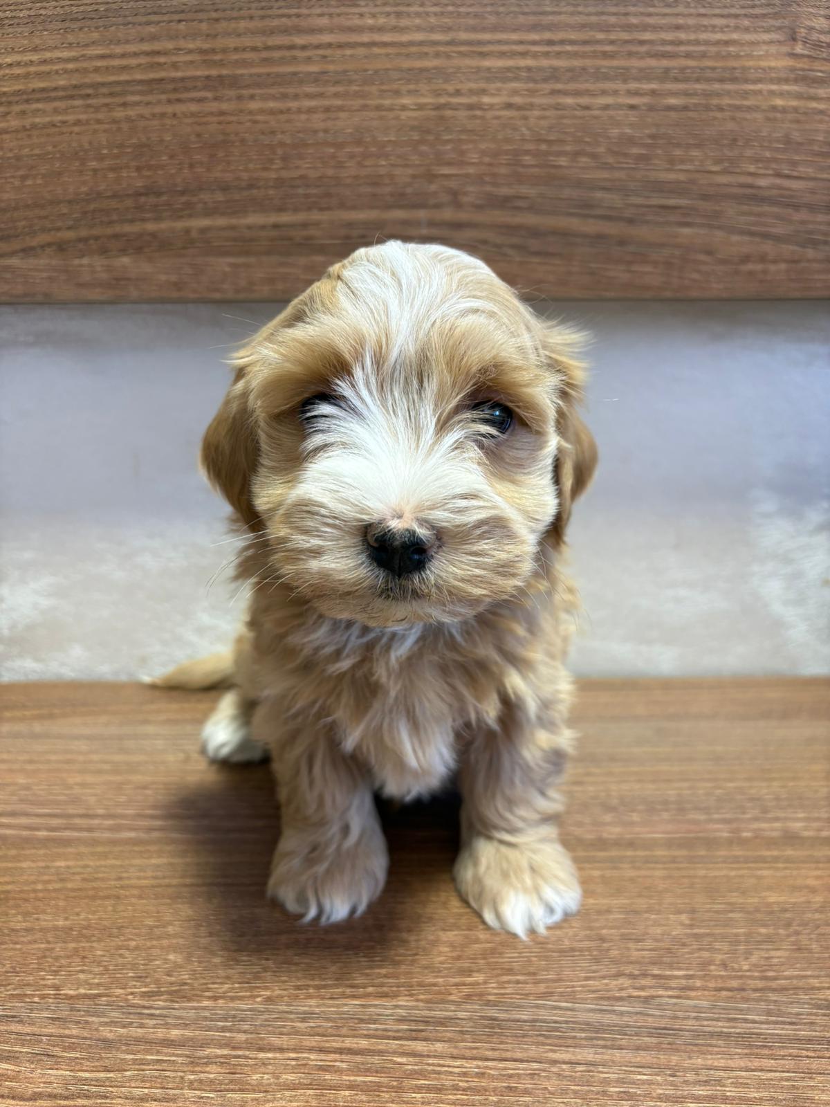 Havanski Bišon prelepi štenci