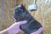 Sivi plavi francuski buldog