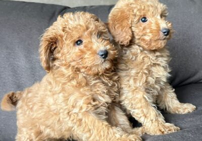 803773b7-eac9-438c-b494-b081a0c8ecaa