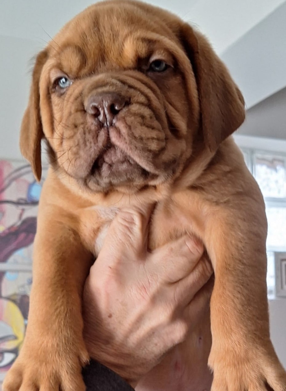 Bordoška Doga prelepi štenci