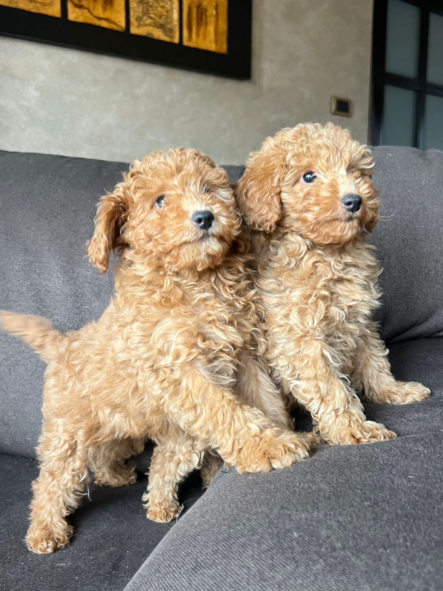 Toy Pudle na prodaju