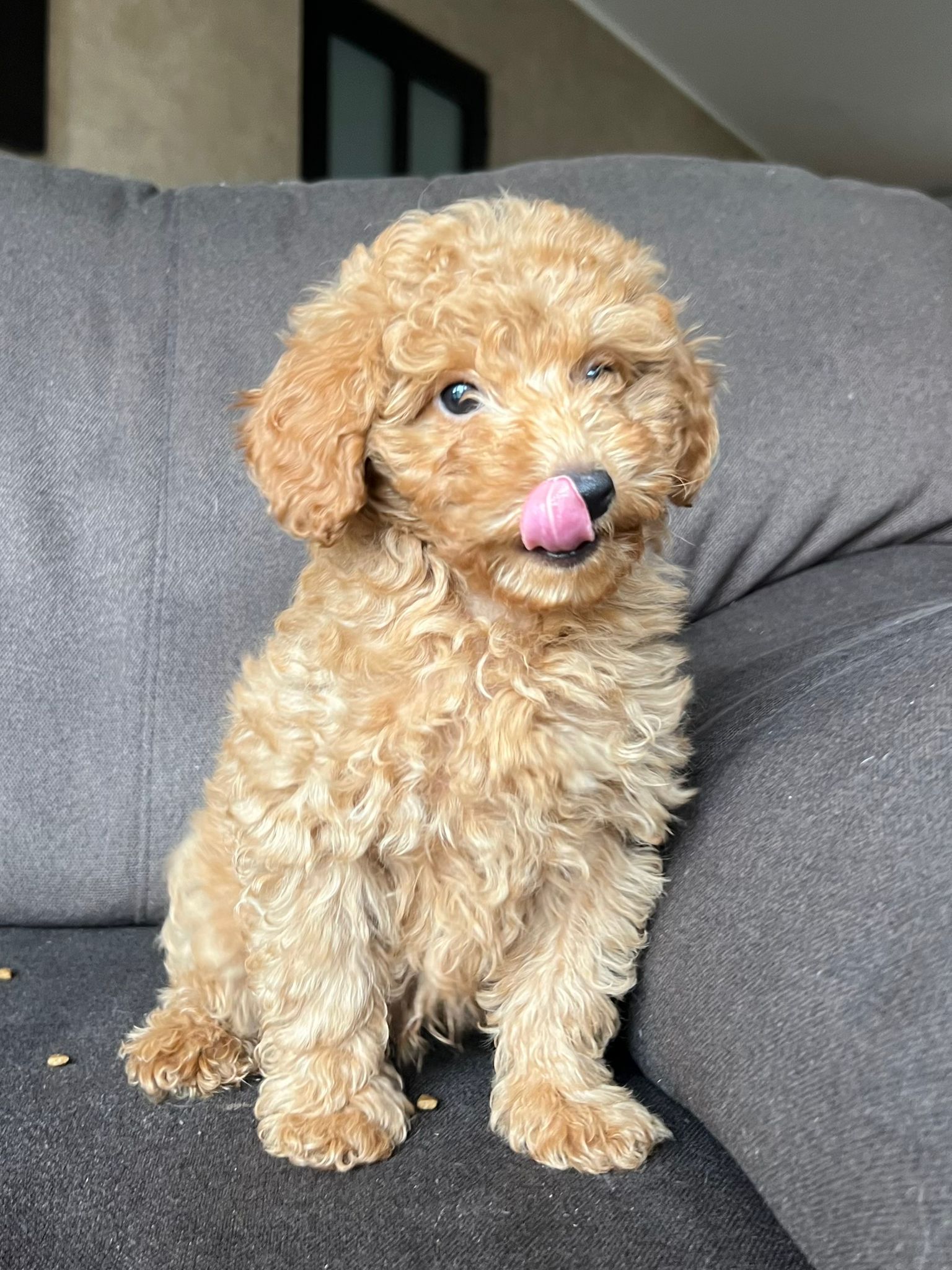 Toy Pudle na prodaju