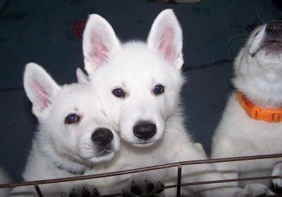 viber_image_2026-02-03_13-50-53-067