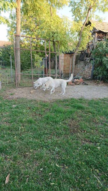 Beli Švajcarski Ovčar štenci