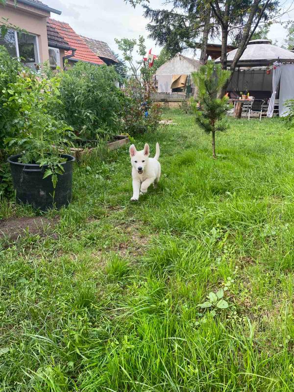 Beli Švajcarski Ovčar štenci