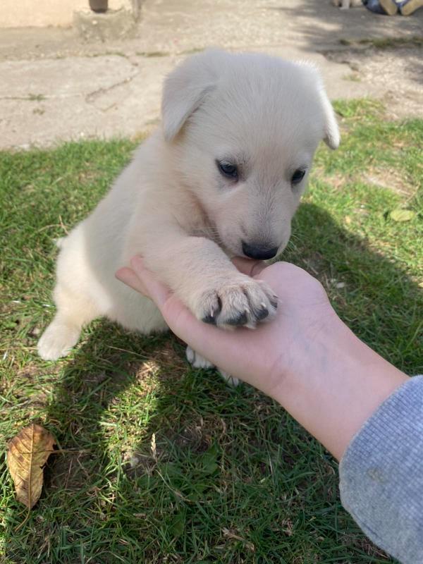 Beli Švajcarski Ovčar štenci