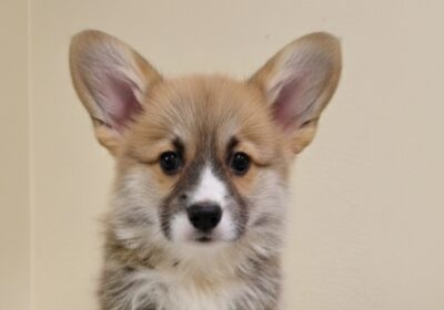 viber_image_2026-02-20_21-40-01-369