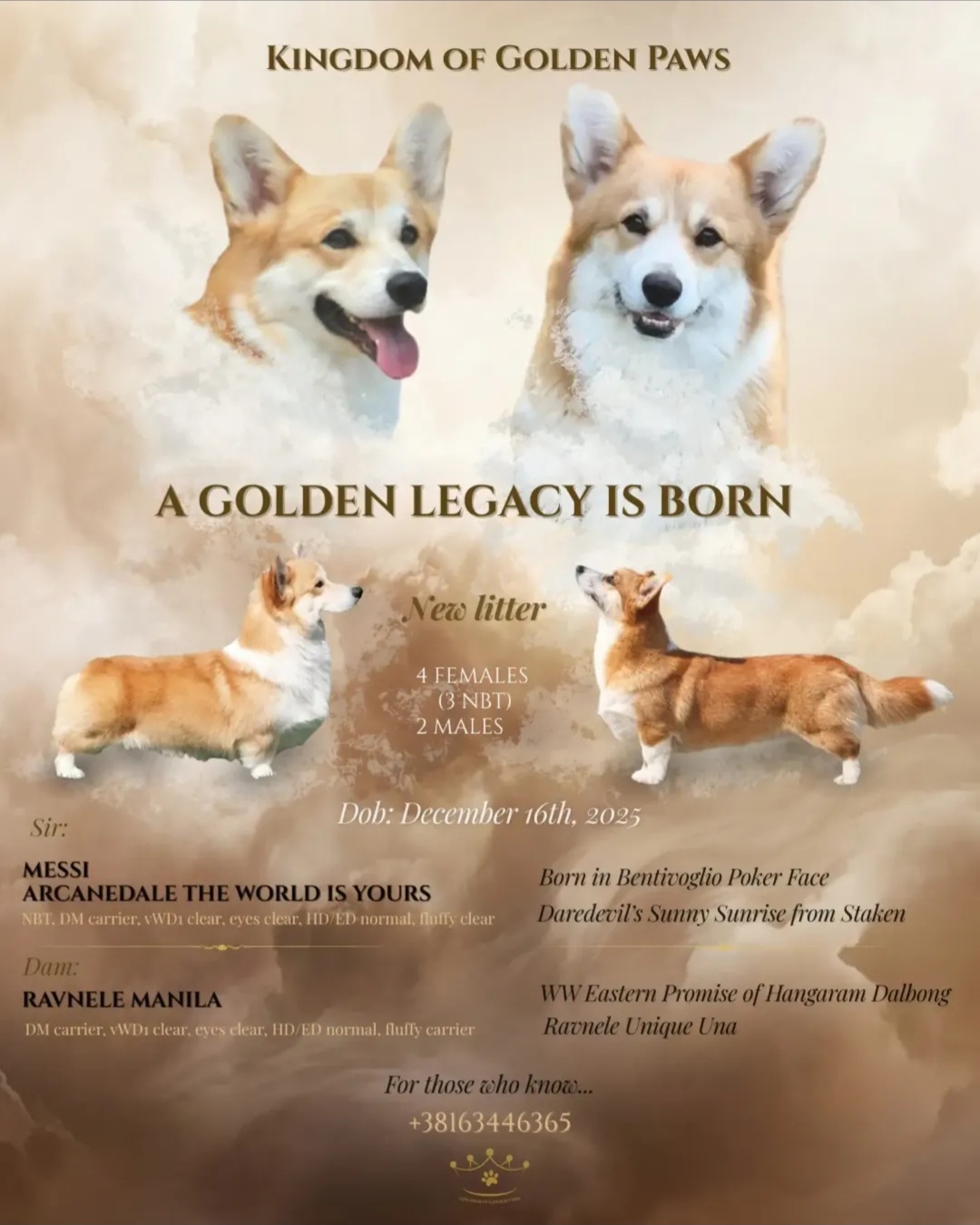 Velški Korgi Pembrok prelepi štenci