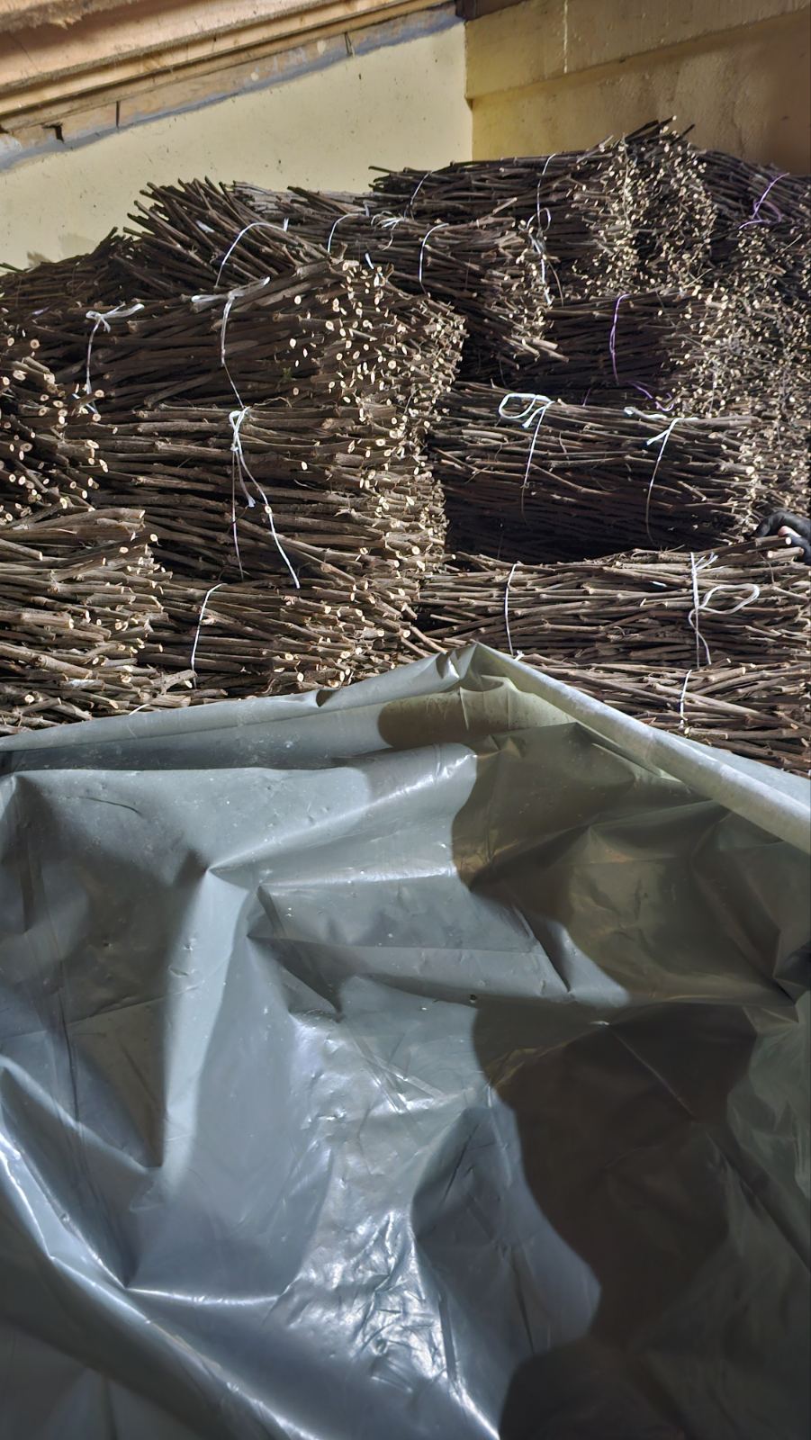 NA PRODAJU: Isečena Loza 1 KLASE za Kalemljenje (Kober BB)