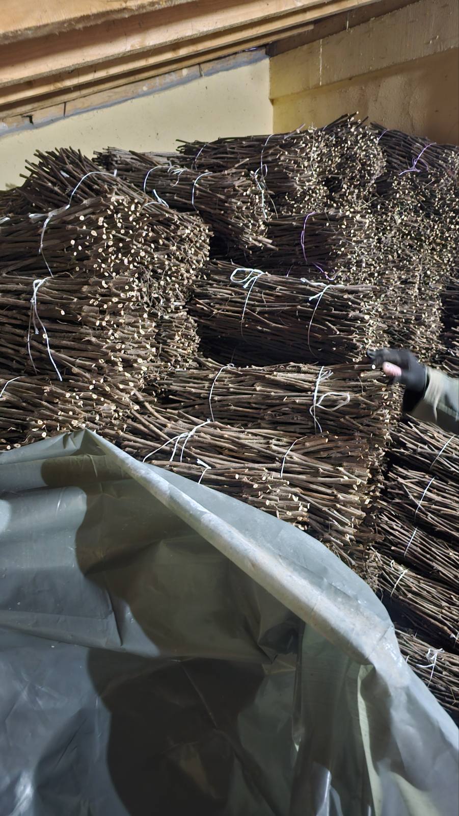 NA PRODAJU: Isečena Loza 1 KLASE za Kalemljenje (Kober BB)