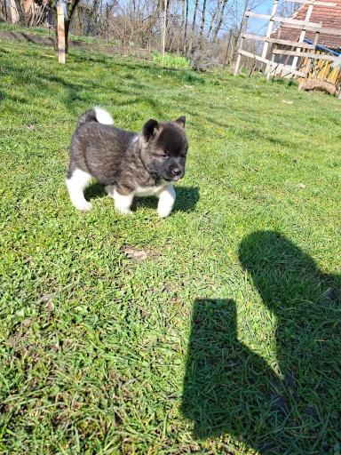 Američka Akita prelepi štenci