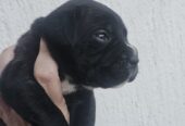 CANE CORSO prelepi štenci
