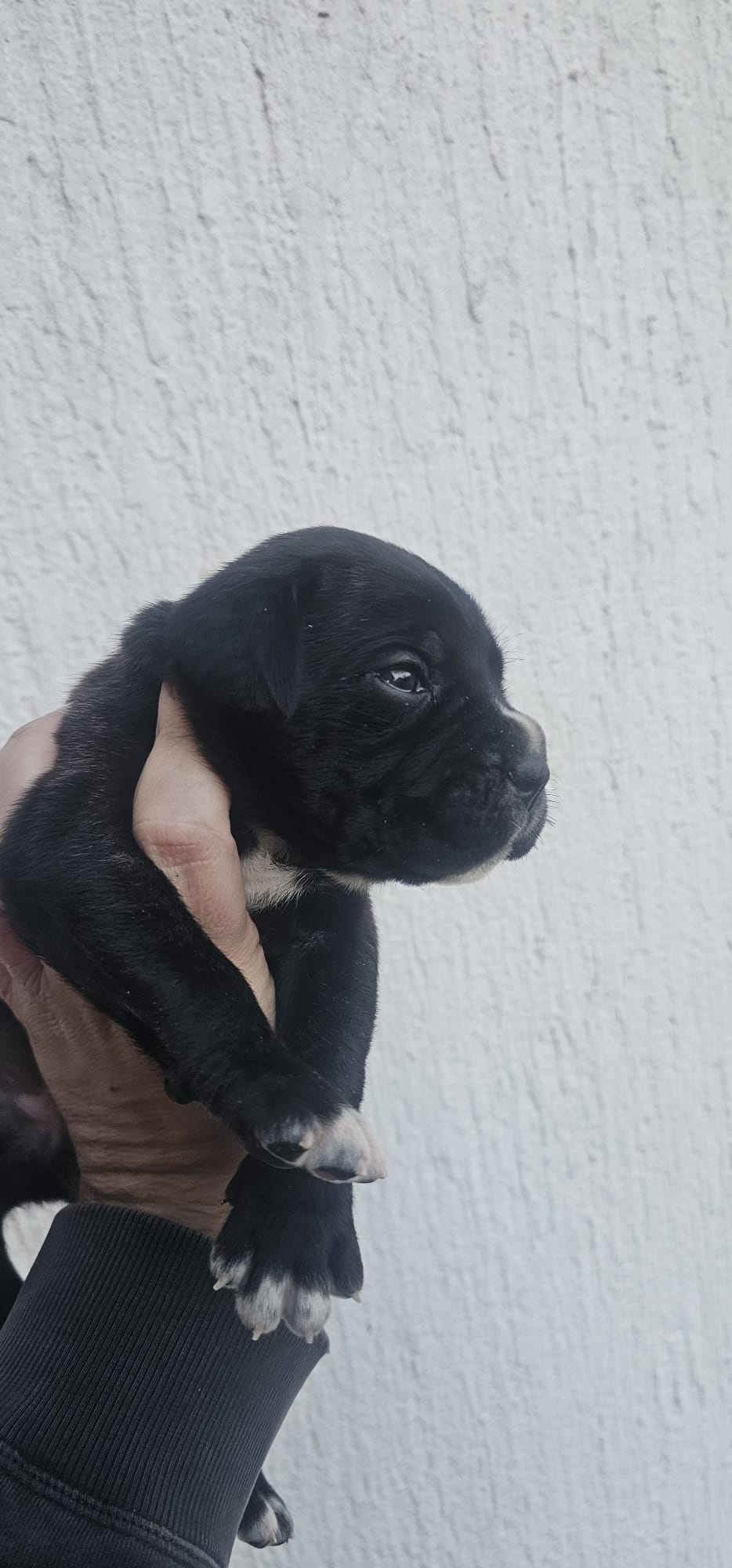 CANE CORSO prelepi štenci