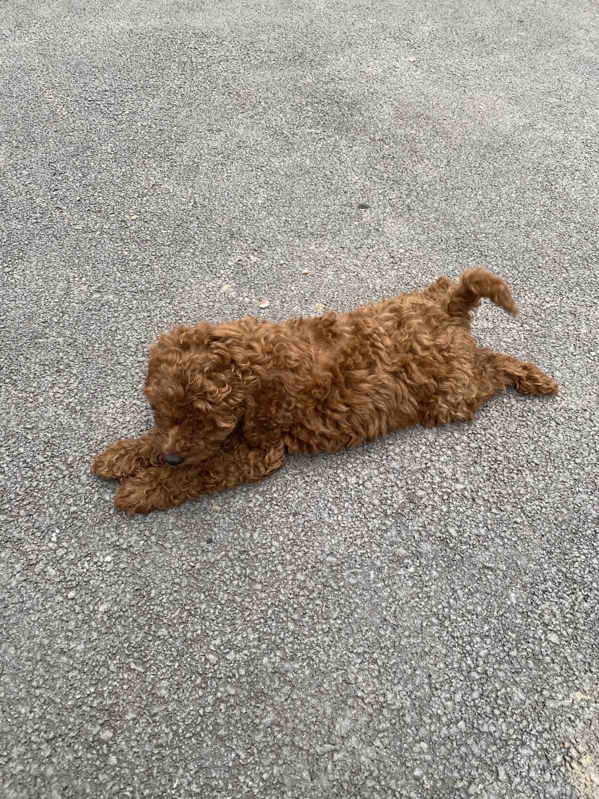 Pudla crveni i aprikot patuljasti stenci