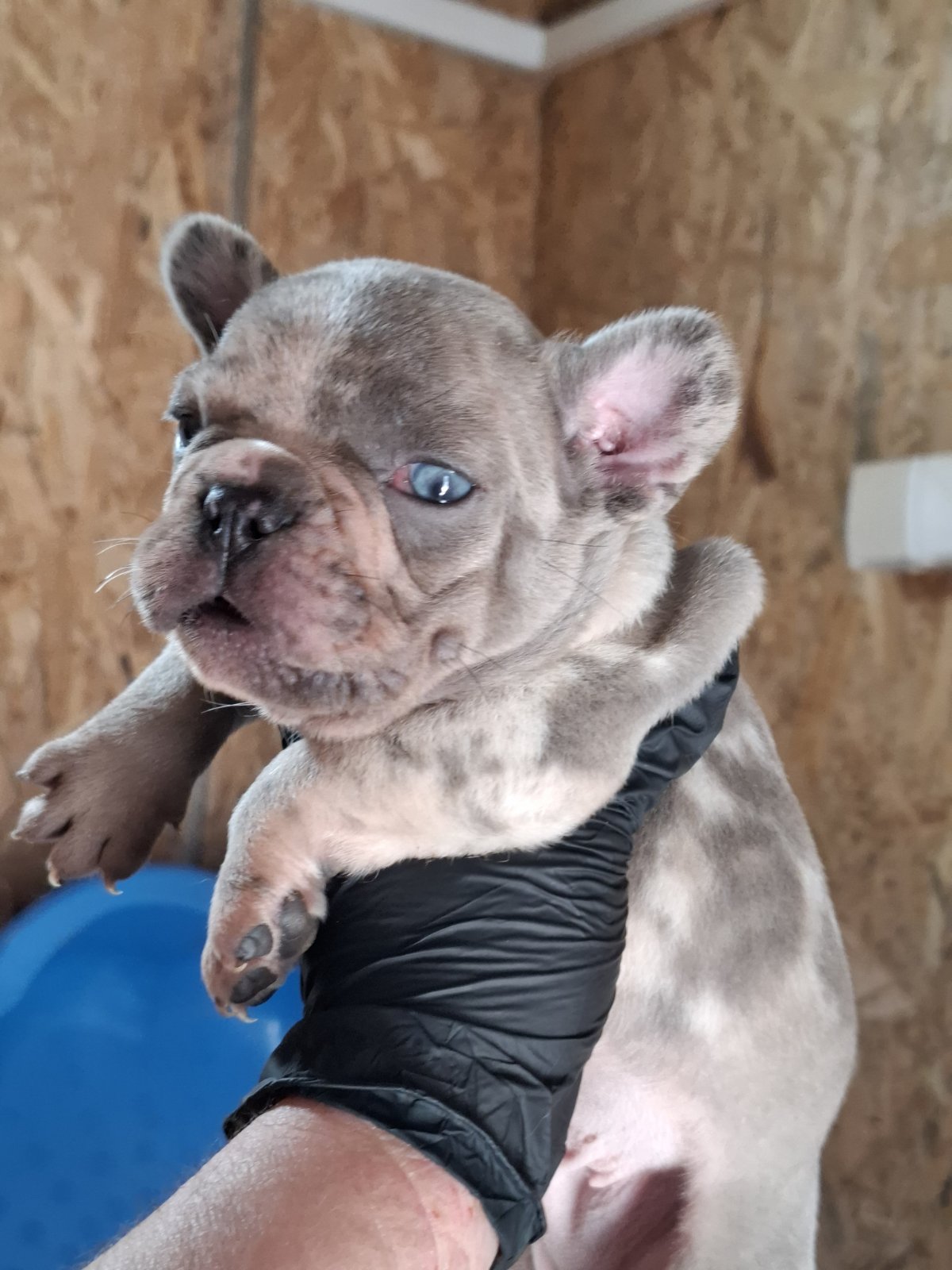 Sivi plavi francuski buldog