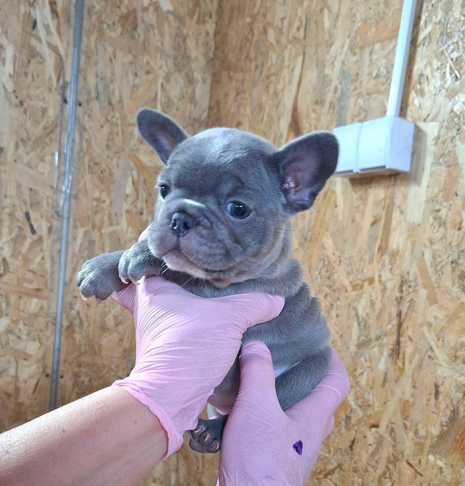 Sivi plavi francuski buldog