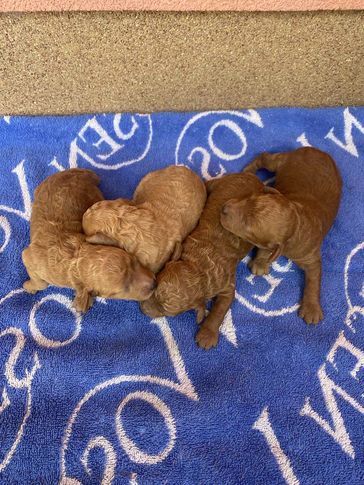 Pudla crveni i aprikot patuljasti stenci